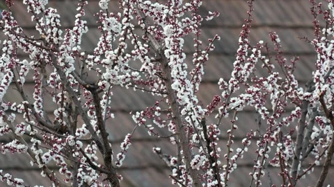 Apricot tree blossoms blooming in spring in an urban garden Stock Footage 331720224