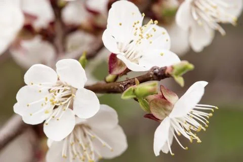Apricot tree blossoms Photos