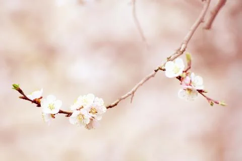 Apricot tree blossoms Foto stock
