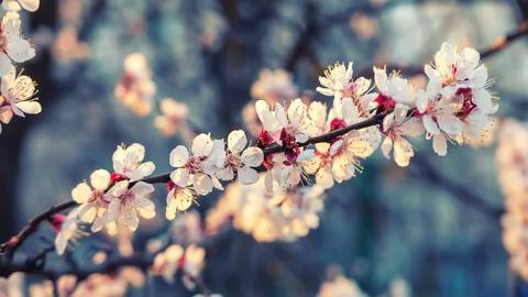 Apricot tree blossoms Photos