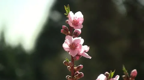 Apricot tree branch in bloom Stock Footage 10861243