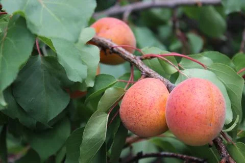 Apricot on tree branch Stock Photos