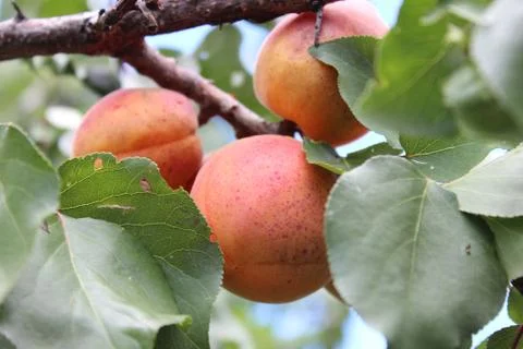 Apricot on tree branch Stock Photos