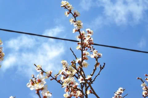 Apricot tree branches in bloom on a background of blue sky and black wire Stock Photos