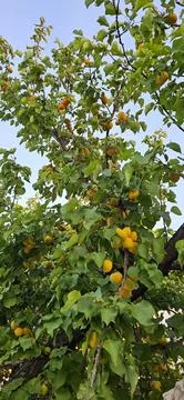 Apricot tree branches full of ripe yellow orange fruits with green leaves aga Stock Photos