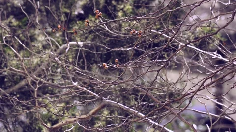 Apricot tree branches, red buds swaying in the wind, blurred background Видео 331808305
