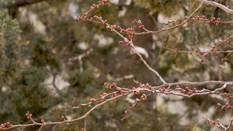 Apricot tree branches with swelling red buds in cinematic slow motion 스톡 동영상 331760729