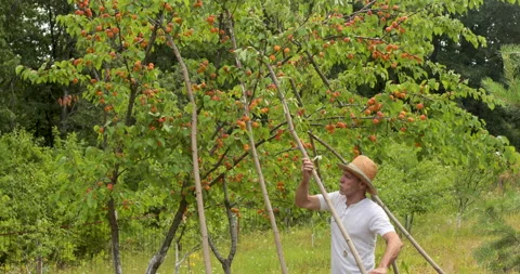 Apricot tree checking by a farmer Stock Footage 155738508