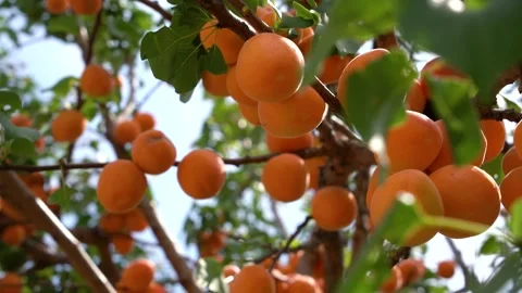 Apricot tree close up. Large ripe apricots on a tree branch close-up 스톡 동영상 140015289