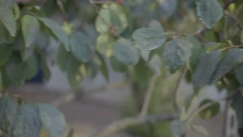 Apricot-tree cloudy afternoon Video stock 163044673