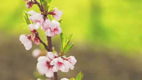Apricot tree color Stock Footage 240186088