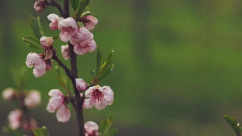 Apricot tree color Stock Footage 240945843