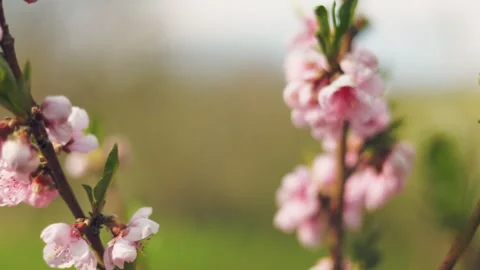 Apricot tree color Stock-Footage 241398117