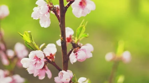 Apricot tree color Stock Footage 243383118