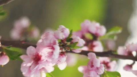 Apricot tree color Stock Footage 245086310