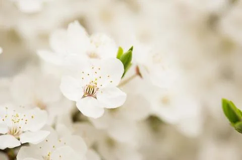 Apricot tree flower Фото