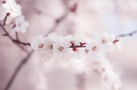 Apricot tree flower Stock-Fotos