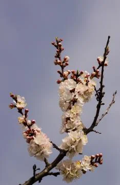Apricot tree flower Stock Photos