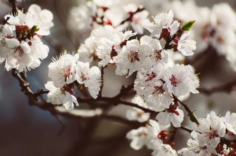 Apricot tree flower Fotos de archivo