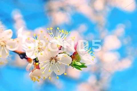 Apricot tree flowers on blue sky spring Stock Photos