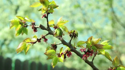 Apricot tree with flowers Stock Footage 37232841