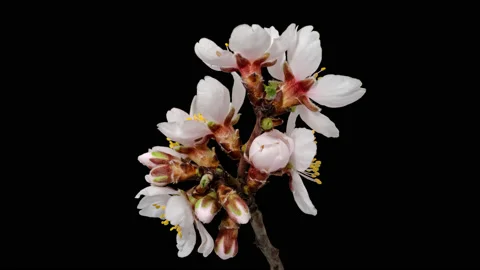 Apricot tree flowers opening macro timelapse Vídeo Stock 178473971