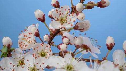 Apricot tree flowers opening macro timelapse Stock Footage 219942592