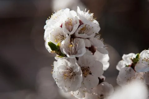 Apricot Tree Flowers Stock Photos