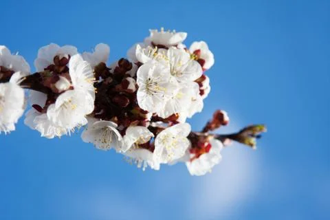 Apricot Tree Flowers Stock Photos