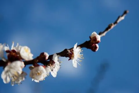 Apricot Tree Flowers Stock Photos