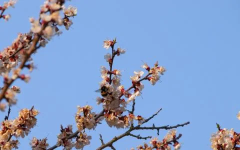 Apricot tree flowers, spring landscape Stock Photos