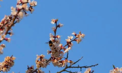 Apricot tree flowers, spring landscape Stock Photos