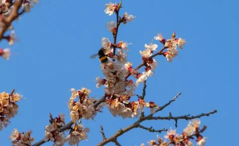 Apricot tree flowers, spring landscape Stock Photos