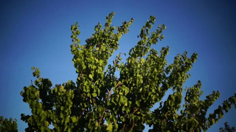 Apricot Tree Stock Footage 31740486