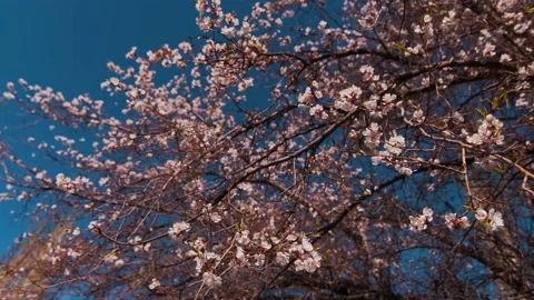 Apricot tree 스톡 동영상 136403207