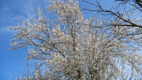 Apricot Tree in Full Bloom – Wide View with Blue Sky – 4K Cinematic Stockbeeldmateriaal 320170732