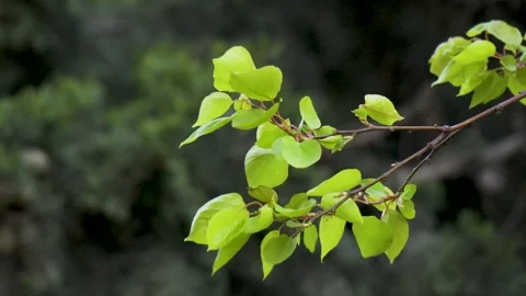 Apricot tree leaves swaying in spring wind slow motion Видео 333861752