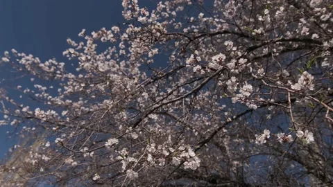 Apricot tree LOG Видео 136403222