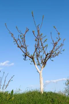 Apricot tree Stock Photos