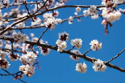 Apricot tree Stock Photos