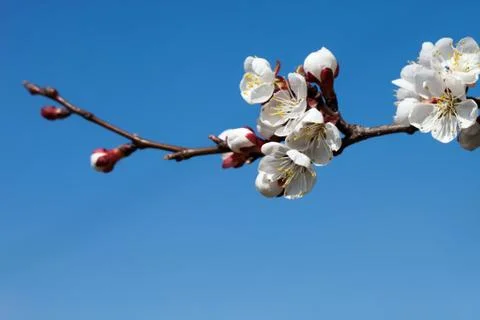 Apricot tree Stock Photos
