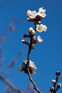 Apricot tree Stock Photos