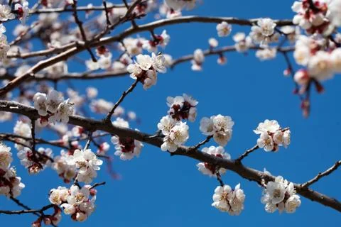 Apricot tree Stock Photos