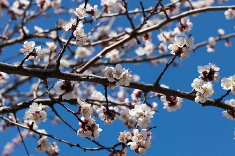 Apricot tree Stock Photos