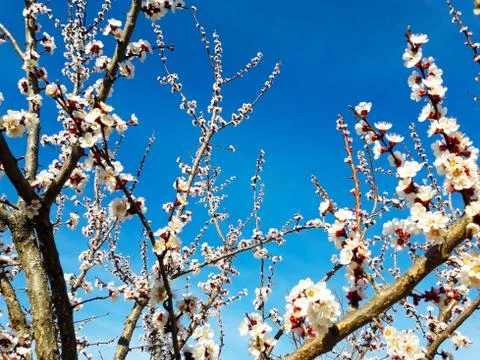 Apricot Tree Stock Photos