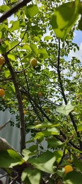 Apricot tree 写真素材