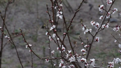 Apricot tree with pink blossom in spring garden at snowfall Stock Footage 129295537