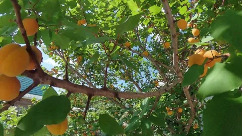 Apricot tree with the rays of the sun. Shot on an action camera. 動画素材 314400016