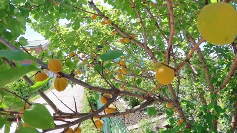 Apricot tree with the rays of the sun. Shot on an action camera. Stock Footage 314400019