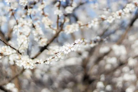 Apricot tree in Spring blooming. Soft flowers Stock Photos